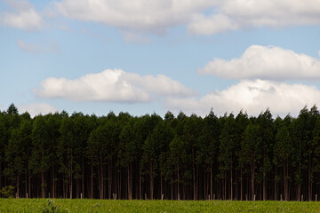 Fototapeta na wymiar Paisagem de uma plantação de eucalipto às margens da rodovia BR-153.