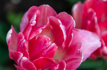 Close-up of blooming pink tulip. Tulip flowers with pink petals.