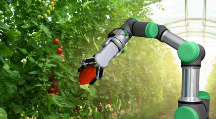 Robot is working in greenhouse with tomatoes. Smart farming and digital agriculture 4.0