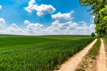 Coutryside road in green fields of agriculture crop at summer day