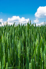 Barley plant grow in fields at sunny day, close up view