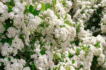 White flowers with grass background