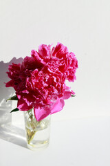 pink fluffy peonies on a white background. vertical photo. free space for text