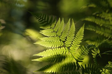 Closeup of fern in the forest on a sunny spring morning - obrazy, fototapety, plakaty