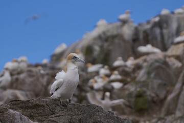 Gannet (Morus bassanus) colony on Great Saltee Island off the coast of Ireland.