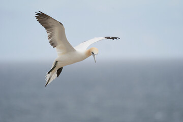 Gannet (Morus bassanus) coming in to land at a gannet colony on Great Saltee Island off the coast of Ireland.