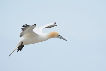 Gannet (Morus bassanus) coming in to land at a gannet colony on Great Saltee Island off the coast of Ireland.