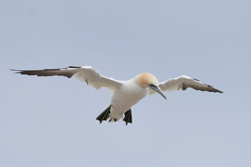 Gannet (Morus bassanus) coming in to land at a gannet colony on Great Saltee Island off the coast of Ireland.