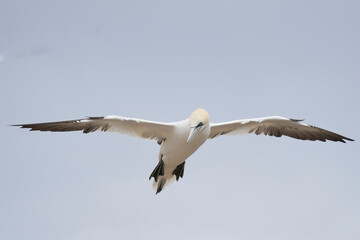 Gannet (Morus bassanus) coming in to land at a gannet colony on Great Saltee Island off the coast of Ireland.
