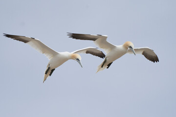 Gannet (Morus bassanus) coming in to land at a gannet colony on Great Saltee Island off the coast of Ireland.