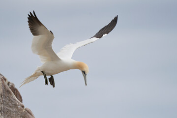 Fototapeta na wymiar Gannet (Morus bassanus) coming in to land at a gannet colony on Great Saltee Island off the coast of Ireland.