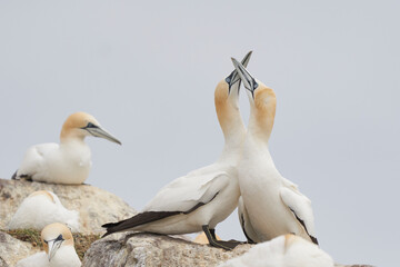 Gannets (Morus bassanus) courting on Great Saltee Island off the coast of Ireland.