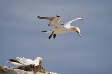 Gannet (Morus bassanus) coming in to land at a gannet colony on Great Saltee Island off the coast of Ireland.