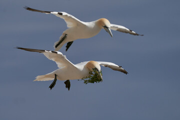 Gannet (Morus bassanus) carrying nesting material returning to the breeding colony on Great Saltee Island off the coast of Ireland.