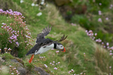 Atlantic puffin (Fratercula arctica) taking off from a cliff on Great Saltee Island off the coast of Ireland.                    