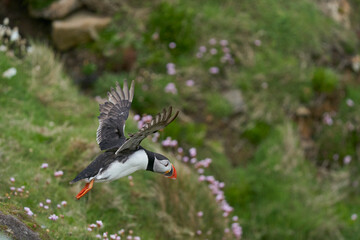 Atlantic puffin (Fratercula arctica) taking off from a cliff on Great Saltee Island off the coast of Ireland.                    