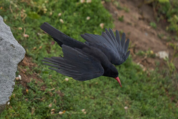 Chough (Pyrrhocorax pyrrhocorax) taking off from the coast of Great Saltee Island off the coast of Ireland.