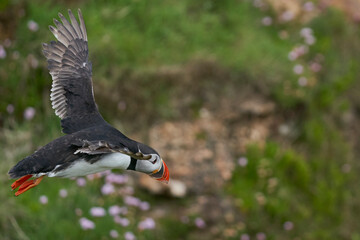 Atlantic puffin (Fratercula arctica) taking off from a cliff on Great Saltee Island off the coast of Ireland.                    
