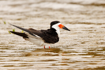 Black skimmer (Rynchops niger)