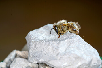 macro of a bee