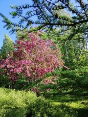 pink decorative tree with bright purple petals.Blooming Malus niedzwetzkyana. The Paradise tree or the Nedzvetsky Apple Tree. Spring Sunny Garden	