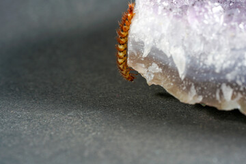 close up of a caterpillar