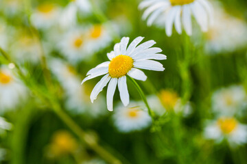 Meadow of white Chamomile flowers, close up. Herbal medicine. Flower of garden or medicinal chamomile. Chamomile flowers in meadow. Spring or summer nature scene with blooming daisy in sun flares