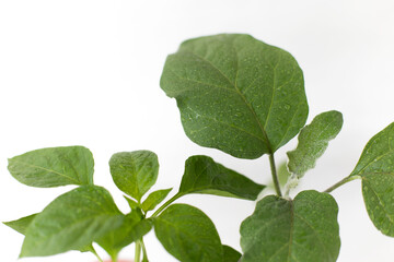 plant leaves with water drops close-up, on a white isolated background