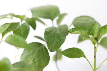 plant leaves with water drops close-up, on a white isolated background