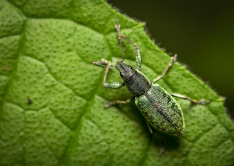 Fototapeta premium Close up macro image of Insect.