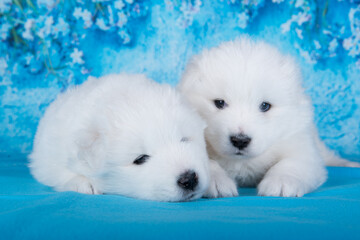 Two White fluffy small Samoyed puppies dogs are sitting on blue background with blue flowers
