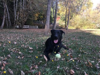 black labrador puppy in autumn park