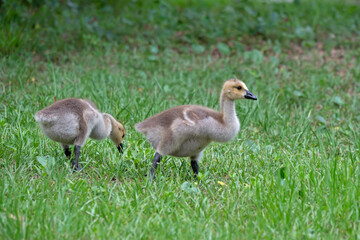 Two goslings, young Canada geese, foraging in a grassy meadow.