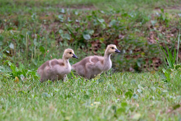 Two goslings, young Canada geese, walking through a grassy meadow.