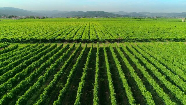 Rows of vineyards in Italy. Aerial view of the Italian vineyard plantations Rows of Italian vineyards.