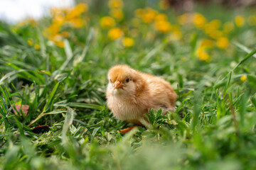 Tiny beige chick in green grass, yellow flowers in the background.