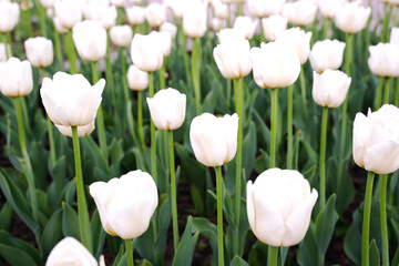 Field with beautiful white tulips. Spring composition. Selective focus.