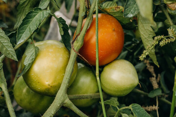 Red and green tomatoes in the garden