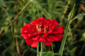 Bright red flower in the green grass in the garden. Zinnia in the garden. View from above