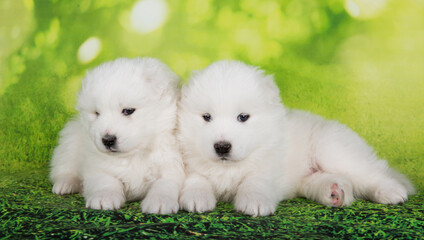 Two White fluffy small Samoyed puppies dogs are sitting on green summer or spring background