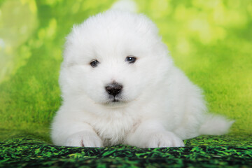 White fluffy small Samoyed puppy dog is sitting on green summer or spring background