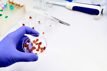 A scientist is holding a Petri dish with pieces of raw cultured meat in the biotechnology...