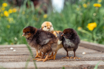 Newborn tiny chickens stand basking in the sun, standing on wooden boards.