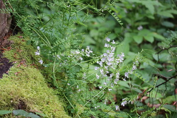 Forest vetch