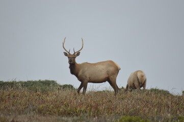 Naklejka na ściany i meble Elks in the wild