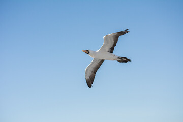 Fototapeta na wymiar Masked booby or blue-faced booby (Sula dactylatra) in flight