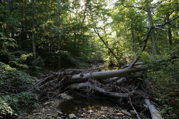Fototapeta premium Small forest stream in North America. Wilmington (Delaware, USA).