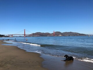 dog playing in front of golden gate bridge
