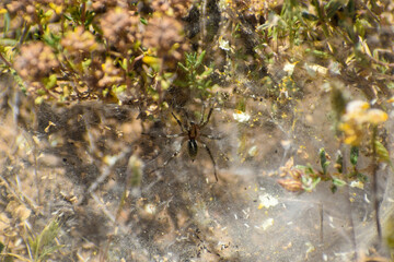 Araña en su casa