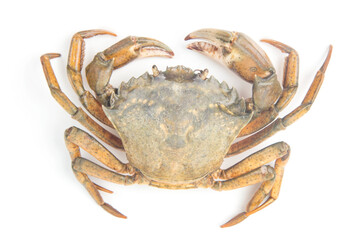 Yellow sea crab on a white background.